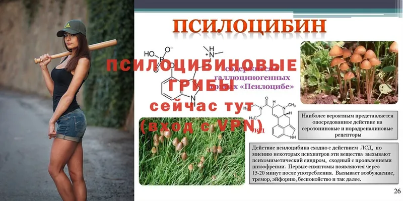 Галлюциногенные грибы Psilocybe  Стерлитамак 